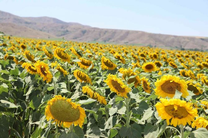 Vali Açıkladı, Üretimi Artıyor