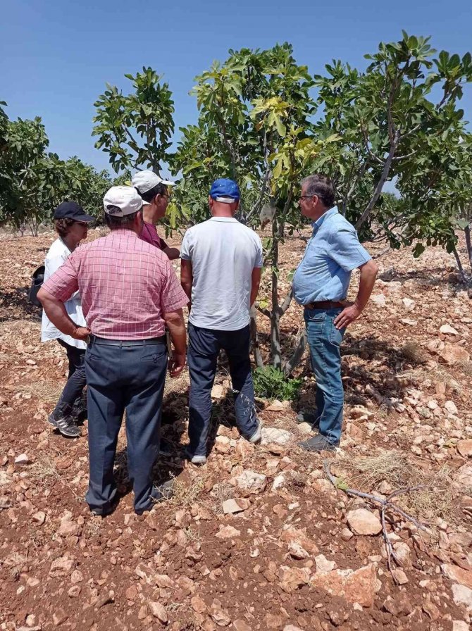 Teke Böceği İncir Ağaçlarının Kurumasını Hızlandırıyor
