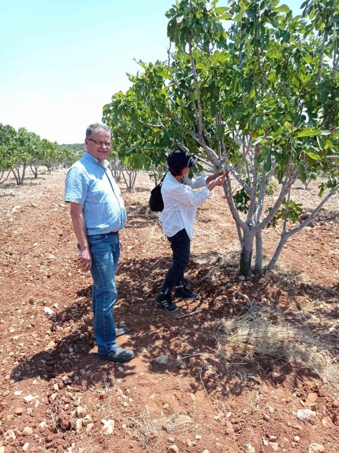 Teke Böceği İncir Ağaçlarının Kurumasını Hızlandırıyor