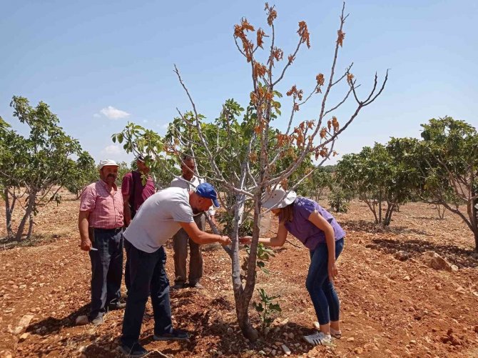 Teke Böceği İncir Ağaçlarının Kurumasını Hızlandırıyor