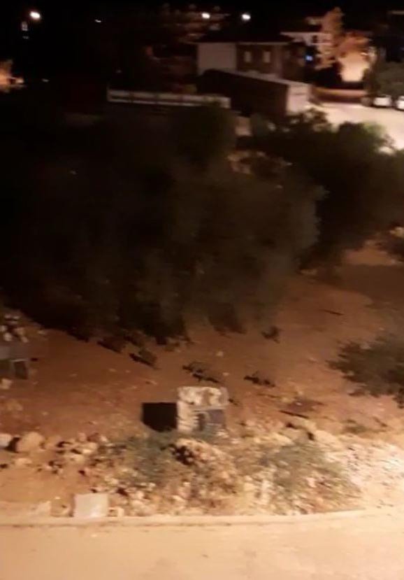 Mahalleye İnen Domuz Sürüsü İle Köpeklerin Kovalamacası Kamerada