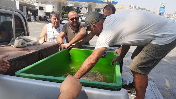 İ̇zmir’de Yaralanan Caretta Caretta Aydın’da Tedavi Edildi