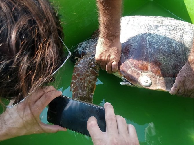 İ̇zmir’de Yaralanan Caretta Caretta Aydın’da Tedavi Edildi