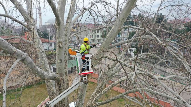 Asırlık Çınarlar ‘Çınar Hekimleri’ İle Güvende