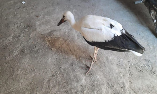 Yaralı Bulduğu Leyleği Korumaya Aldı