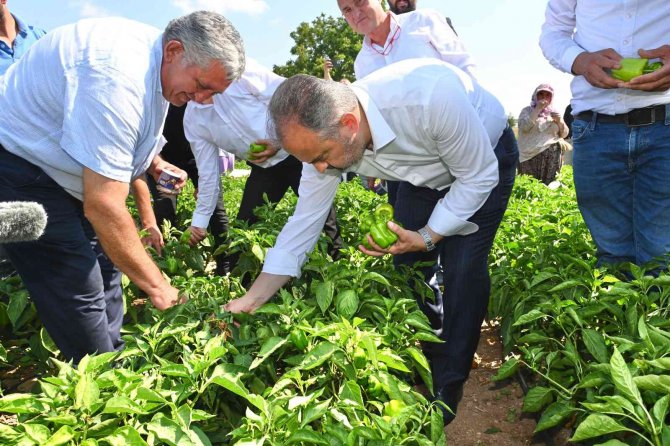 Tarlada Serinleten Ziyaret