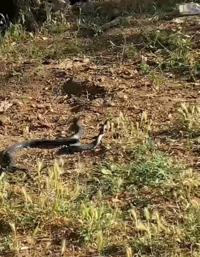 Diyarbakır’da Vatandaşlar Dans Eden 2 Metrelik Yılanları Görüntüledi