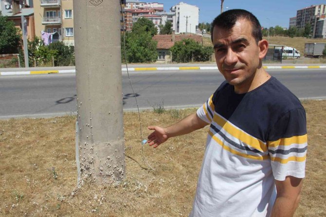 Salyangoz İstilası İlginç Görüntüler Oluşturdu