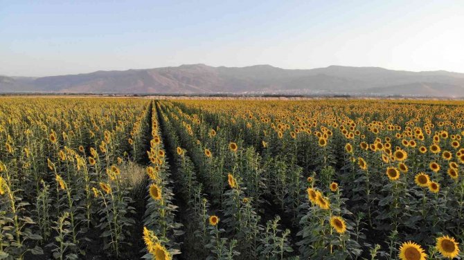 Muş Ovası Ayçiçekleriyle Sarıya Boyandı
