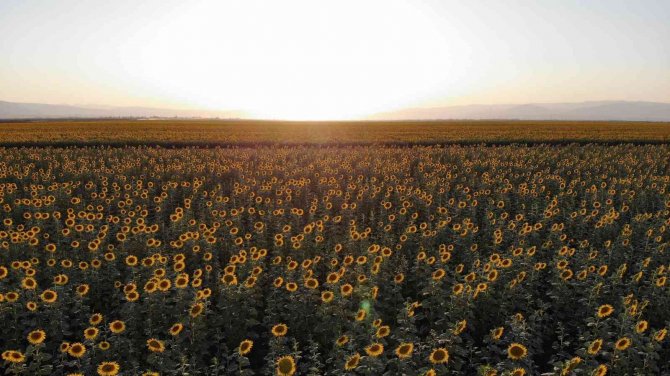Muş Ovası Ayçiçekleriyle Sarıya Boyandı