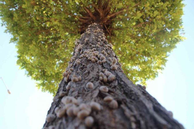Salyangoz İstilası İlginç Görüntüler Oluşturdu