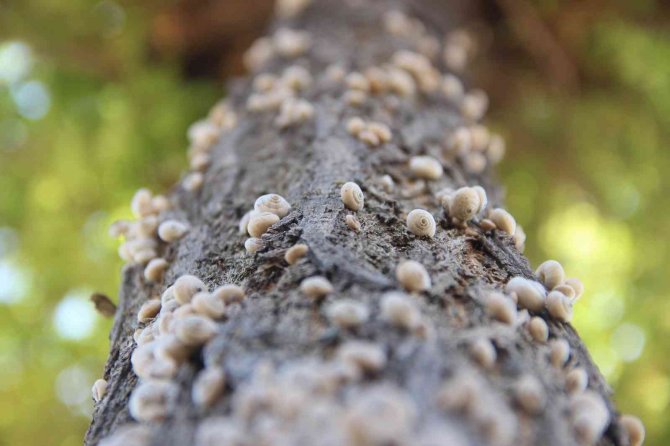 Salyangoz İstilası İlginç Görüntüler Oluşturdu