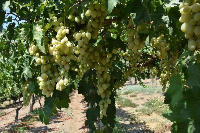 Aydın’da Üzüm Rekolte Tahmin Çalışmaları Başladı