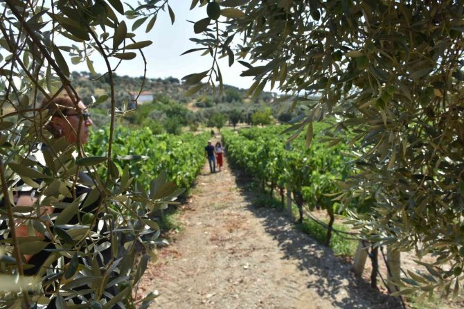 Aydın’da Üzüm Rekolte Tahmin Çalışmaları Başladı