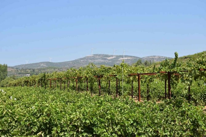 Aydın’da Üzüm Rekolte Tahmin Çalışmaları Başladı