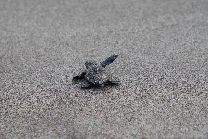 Patara’da Caretta Caretta Yavruları Denizde