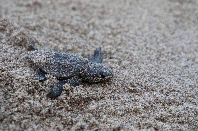 Patara’da Caretta Caretta Yavruları Denizde