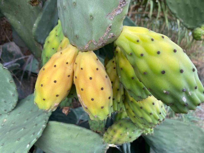 Dikenli İncir Hasadı Başladı