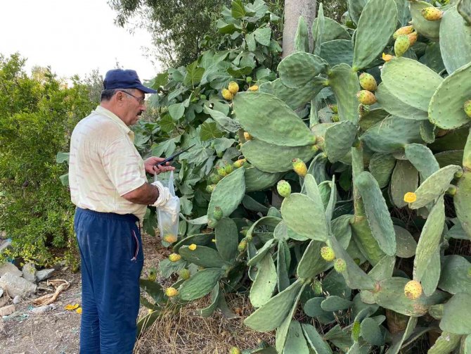 Dikenli İncir Hasadı Başladı