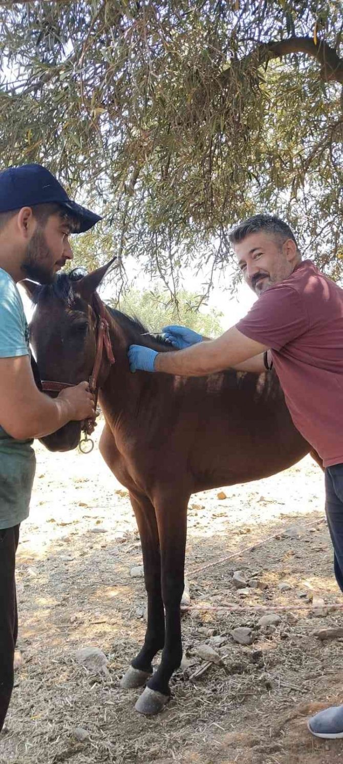 Karacasu’da Rahvan Atları Kimliklendirildi