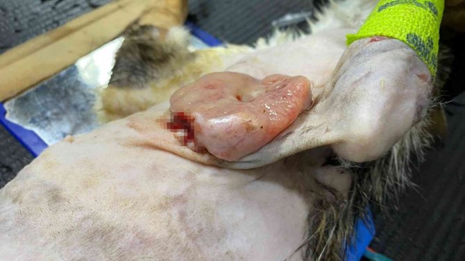 Karın Şişkinliğiyle Kliniğe Getirdiği Kedinin Karnından Tümör Çıktı