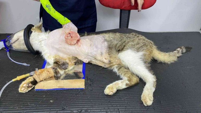 Karın Şişkinliğiyle Kliniğe Getirdiği Kedinin Karnından Tümör Çıktı