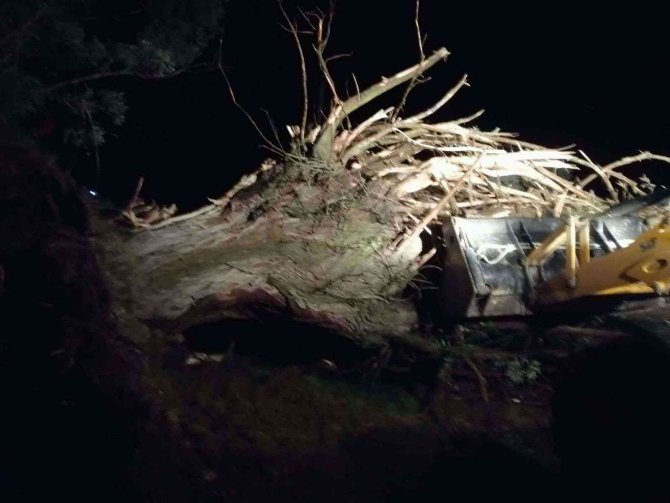Şiddetli Rüzgarın Devirdiği Ağaçlar Köy Yolunu Kapattı