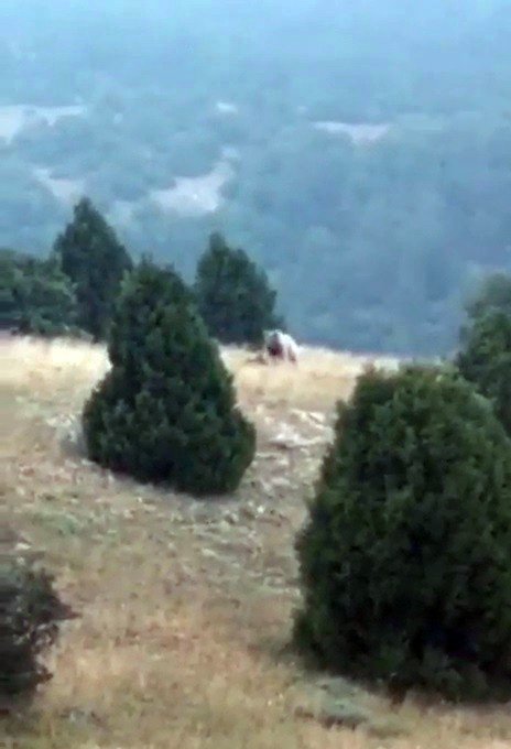 Bir Anda Karşısına Çıktılar, Bozayı Neye Uğradığını Şaşırdı