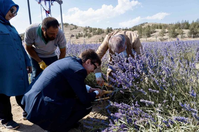 Almanya’dan Lavanta Diplomasisi