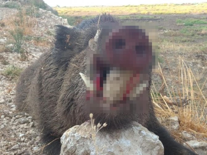 Söke’de Üreticinin Korkulu Rüyası Domuzlara Karşı Sürek Avı Devam Ediyor