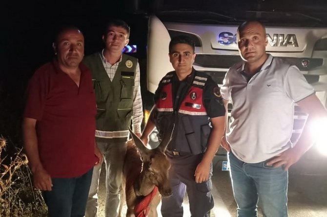 Aracın Çarptığı Ceylanı Başka Bir Sürücü Kurtardı