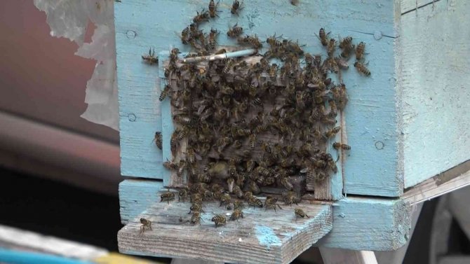 Bursa’da Kraliçe Arı Ortalığı Karıştırdı
