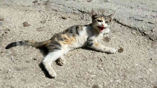 Yaralı Kediye Yenişehir Belediyesi Sahip Çıktı