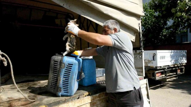 Yaralı Kediye Yenişehir Belediyesi Sahip Çıktı