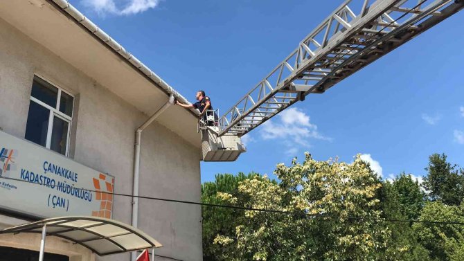 Çanakkale’de Boynuna İp Dolanan Ebabil Kuşu Kurtarıldı