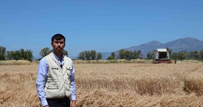 Aydın’da Buğday Hasadı Başladı