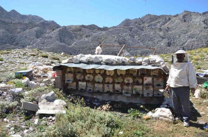 Antalya’da Balda Son 23 Yılın En Yüksek Rekolte Beklentisi