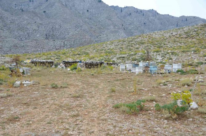 Antalya’da Balda Son 23 Yılın En Yüksek Rekolte Beklentisi