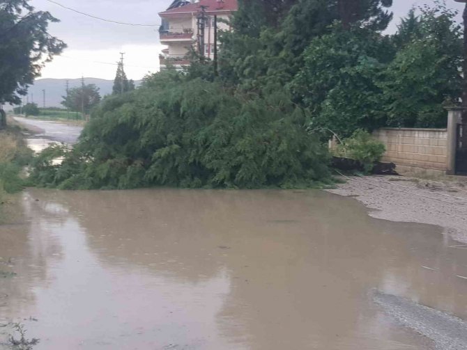 Yağmur Ve Fırtına Ağaçları Devirdi
