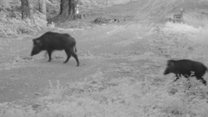 Yaban Hayatının Güzellikleri Fotokapanlara Takıldı