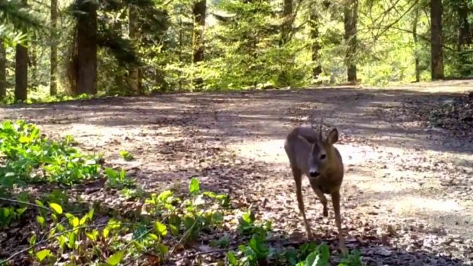Yaban Hayatının Güzellikleri Fotokapanlara Takıldı