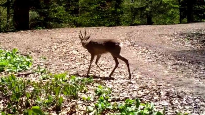 Yaban Hayatının Güzellikleri Fotokapanlara Takıldı