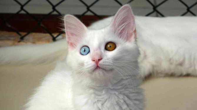 Van Kedisinin Nesli Garanti Altına Alınıyor