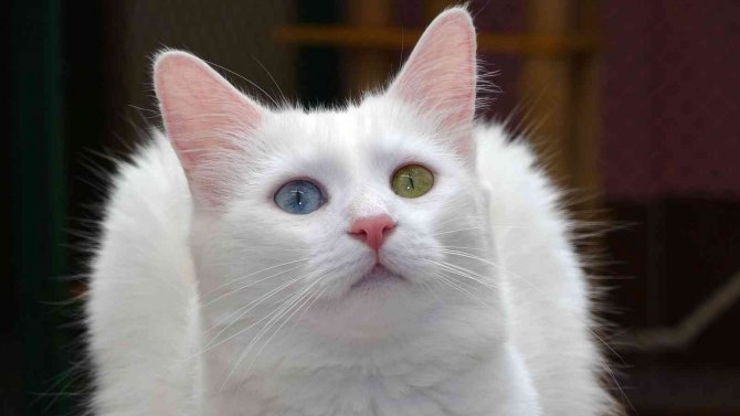 Van Kedisinin Nesli Garanti Altına Alınıyor