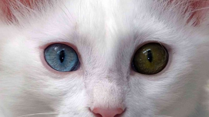 Van Kedisinin Nesli Garanti Altına Alınıyor