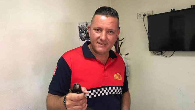 Çanakkale’de Boynuna İp Dolanan Ebabil Kuşu Kurtarıldı