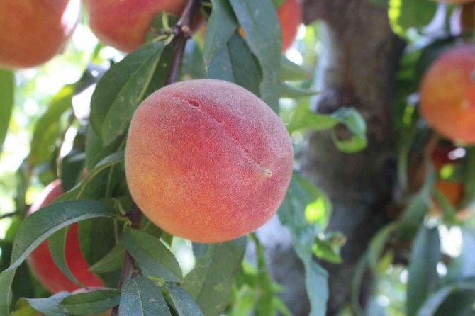 Şeftalide Rekolte Yüksek, Fiyatlar Düşük