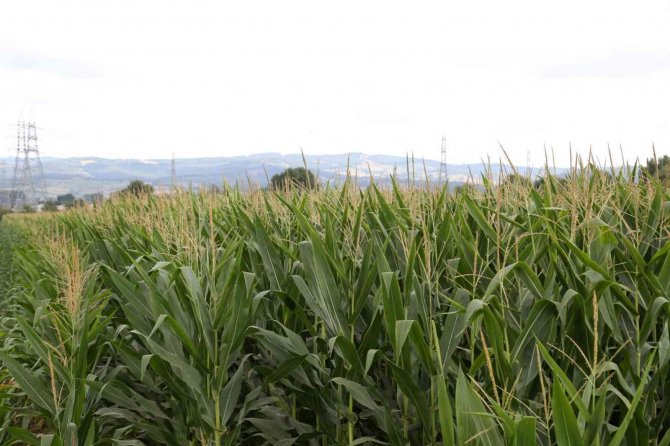 2 Bin Çiftçiye 120 Ton Dane Mısır Desteği