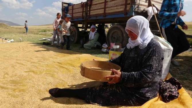 Hasadı Yapılan Buğdayın Tarladan Değirmene Yolculuğu