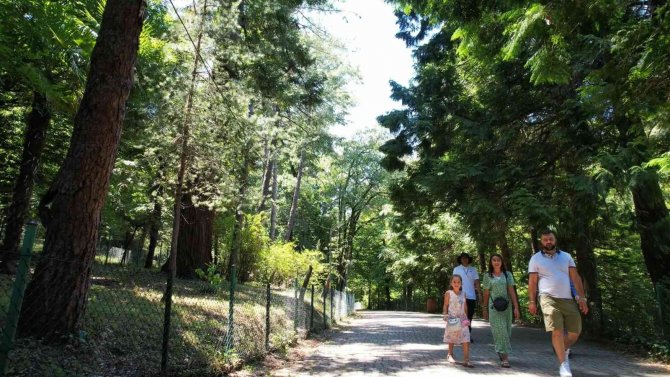Türkiye’nin İlk Ağaç Müzesi Ziyaretçilerini Mest Ediyor